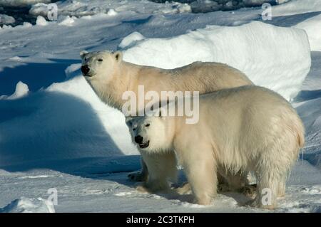 Eisbär (Ursus maritimus), zwei Eisbären, die auf Packeis stehen, Norwegen, Spitzbergen Stockfoto