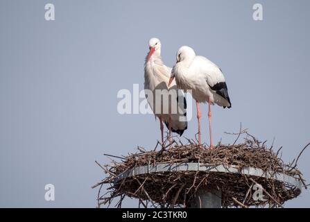 Weißstorch (Ciconia ciconia), Paar, das zusammen im Nest steht, Niederlande Stockfoto