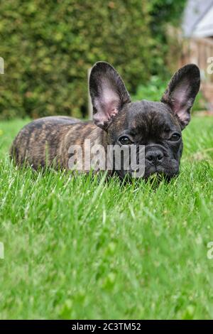 Ein süßer entzückender brauner und schwarzer französischer Bulldogge Hund liegt im Gras mit einem niedlichen Ausdruck im faltigen Gesicht Stockfoto