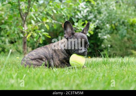 Ein niedlicher liebenswert braun und schwarz Französisch Bulldog Hund liegt im Gras mit einem niedlichen Ausdruck in der faltigen Gesicht. Mit einem gelben Ball Stockfoto