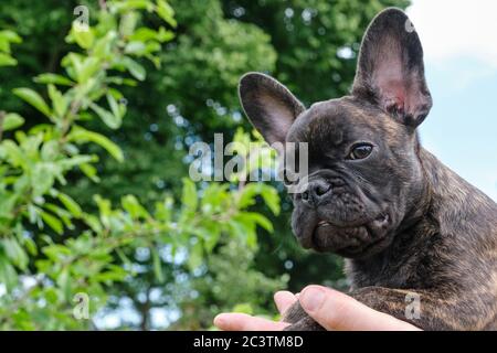 Ein Kopf eines niedlichen braunen und schwarzen brindle Französisch Bulldog Hund, auf einer Hand getragen, mit einem niedlichen Ausdruck in der faltigen Gesicht Stockfoto