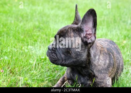 Ein süßer entzückender brauner und schwarzer französischer Bulldogge Hund liegt im Gras mit einem niedlichen Ausdruck im faltigen Gesicht Stockfoto