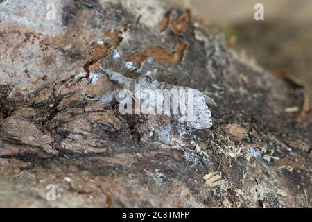 Blass Tussock Motte (Calliteara pudibunda) Stockfoto