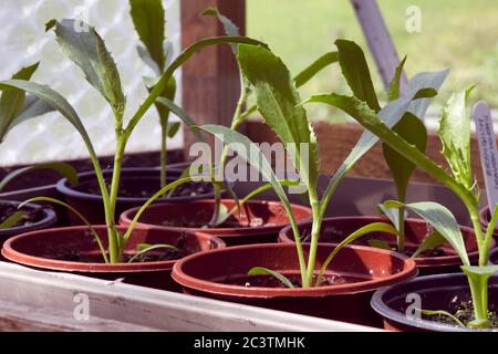 Im Gewächshaus beginnen Erynguim (leavenworthii) Setzlinge, im Amateur kleinen Holding Garten bei 900 Fuß zu gedeihen Stockfoto