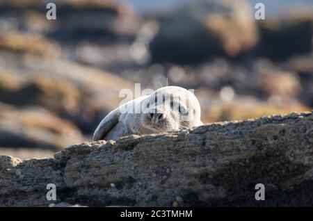 Graue Robbe, Ravenscar, North Yorkshire Stockfoto