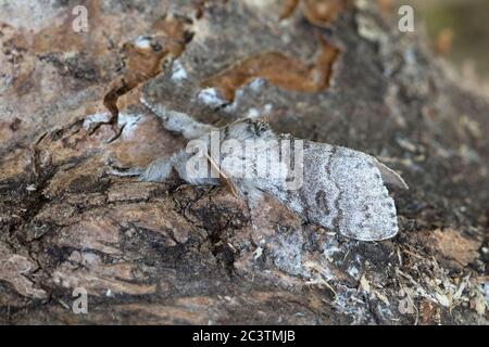 Blass Tussock Motte (Calliteara pudibunda) Stockfoto