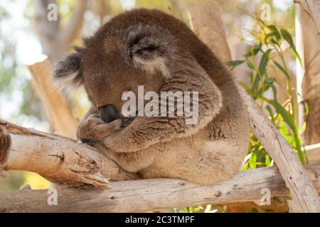 Koala (Phascolarctos cinereus) frisst Blätter in einem Eukalyptusbaum Stockfoto