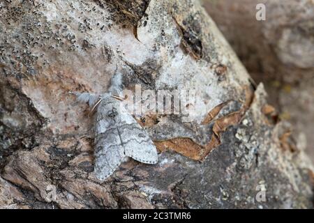 Blass Tussock Motte (Calliteara pudibunda) Stockfoto