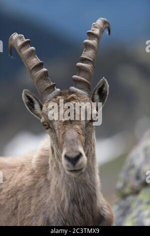 Ein Steinbock auf einem Berg Stockfoto