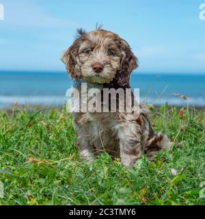 Cockapoo Welpe Stockfoto