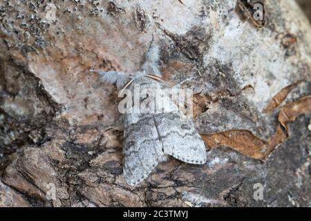 Blass Tussock Motte (Calliteara pudibunda) Stockfoto