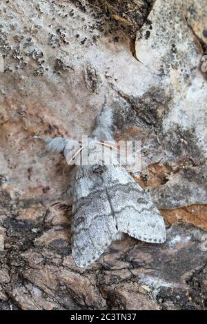 Blass Tussock Motte (Calliteara pudibunda) Stockfoto