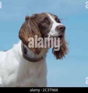 English Springer Spaniel hund Stockfoto