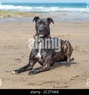 lurcher am Strand Stockfoto