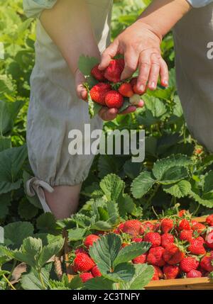 Die Bauernarbeiterin erntet rote Erdbeere im Garten. Erdbeerzüchter arbeiten mit der Ernte im Gewächshaus. Die Hände der Frau halten Erdbeeren. Stockfoto