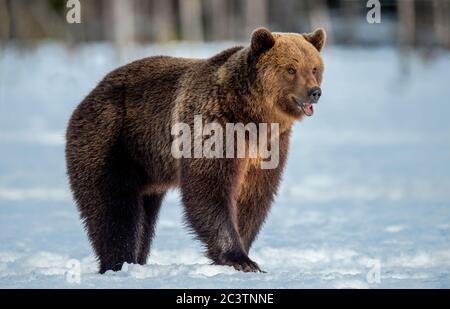 Braunbär auf dem Schnee im Winterwald. Wissenschaftlicher Name: Ursus Arctos. Wilde Natur. Natürliche Lebensräume. Stockfoto