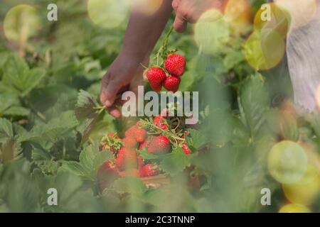 Die Bauernarbeiterin erntet rote Erdbeere im Garten. Erdbeerzüchter arbeiten mit der Ernte im Gewächshaus. Die Hände der Frau halten Erdbeeren. Stockfoto