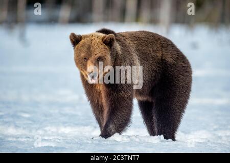 Braunbär auf dem Schnee im Winterwald. Wissenschaftlicher Name: Ursus Arctos. Wilde Natur. Natürliche Lebensräume. Stockfoto