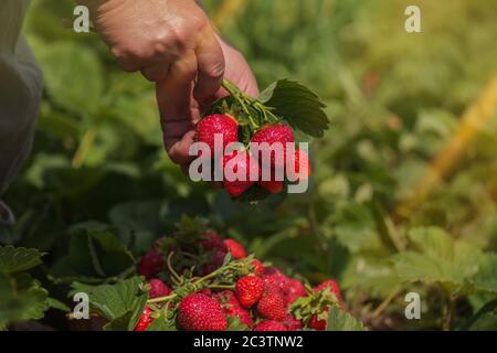 Erdbeerzüchter arbeiten mit der Ernte im Gewächshaus. Weibliche Hände halten frische Erdbeeren. Stockfoto