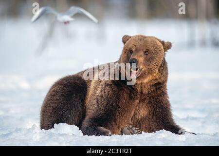 Braunbär auf dem Schnee im Winterwald. Wissenschaftlicher Name: Ursus Arctos. Wilde Natur. Natürliche Lebensräume. Stockfoto