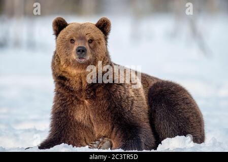 Braunbär auf dem Schnee im Winterwald. Wissenschaftlicher Name: Ursus Arctos. Wilde Natur. Natürliche Lebensräume. Stockfoto