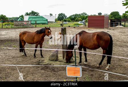 Ranch Pferde grasen auf einer Weide Stockfoto