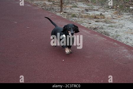 Fröhlicher schwarz-brauner Dackel beim Laufen. Dachshund Rasse, Wursthund, Dachshund auf einem Spaziergang. Stockfoto