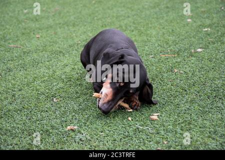 Glückliches altes schwarz-braunes Dackel-Portrait. Dachshund Rasse, Wursthund, Dachshund auf einem Spaziergang. Stockfoto