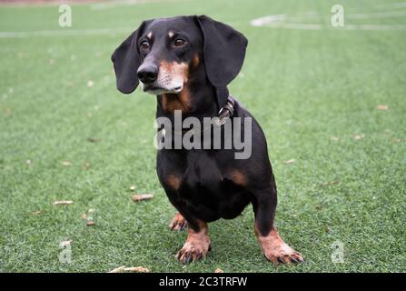 Glückliches altes schwarz-braunes Dackel-Portrait. Dachshund Rasse, Wursthund, Dachshund auf einem Spaziergang. Stockfoto