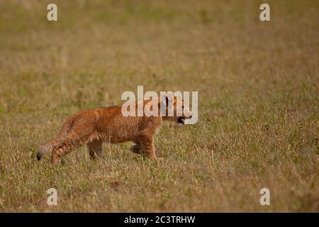 Ein Löwenjunges in Masai Mara (Panthera leo) Stockfoto