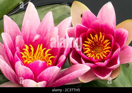 Zwei rosa Seerosen schließen Blumen im Gartenteich Nymphaea Seerosengarten Stockfoto