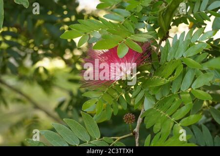 Rote Puderblüte und zusammengesetztes Laub, Bendigo, Victoria, Australien Stockfoto