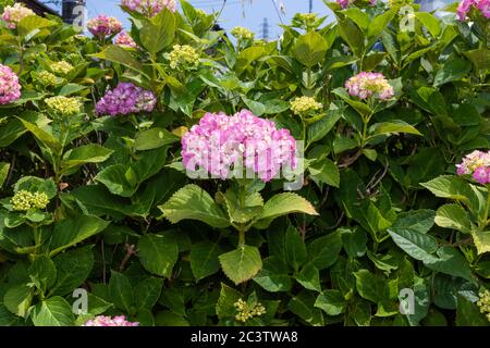 Hortensia macrophylla, Stadt Isehara, Präfektur Kanagawa, Japan Stockfoto