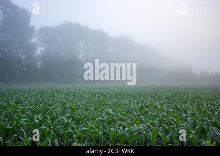 Feld mit Maispflanzen im Morgennebel in der Nähe des Waldes. Stockfoto