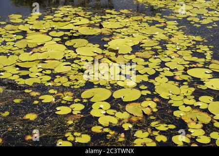 Seerosenpads auf Centenary Lake in Caboolture, Queensland, Australien Stockfoto