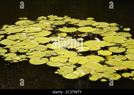 Seerosenpads auf Centenary Lake in Caboolture, Queensland, Australien Stockfoto