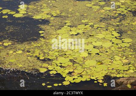 Seerosenpads auf Centenary Lake in Caboolture, Queensland, Australien Stockfoto