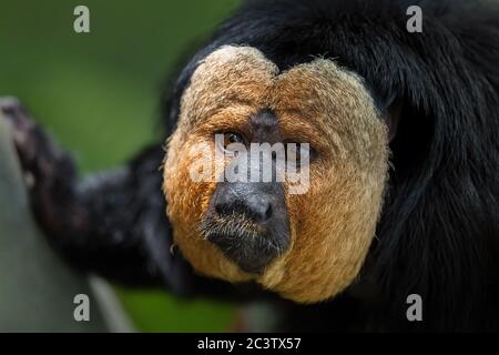 Guianan Saki - Pithecia pithecia, schöne seltene scheue Primaten aus südamerikanischen tropischen Wäldern, Brasilien. Stockfoto