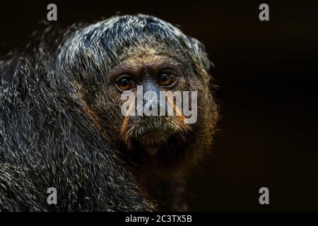 Guianan Saki - Pithecia pithecia, schöne seltene scheue Primaten aus südamerikanischen tropischen Wäldern, Brasilien. Stockfoto