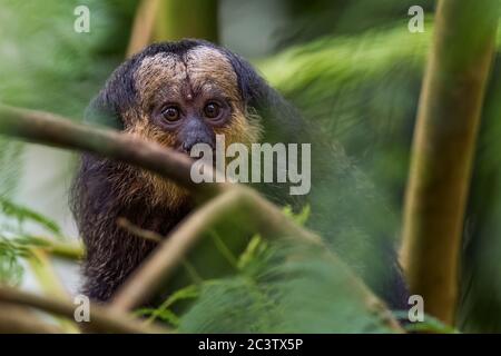 Guianan Saki - Pithecia pithecia, schöne seltene scheue Primaten aus südamerikanischen tropischen Wäldern, Brasilien. Stockfoto