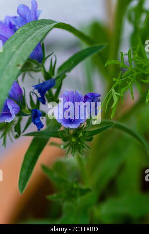 Nahaufnahme von Harebell-Blüten, Campanula rotundifolia, bekannt als schottischer Bluebell, oder Bluebell von Schottland in städtischen Wildblumen Garten Stockfoto