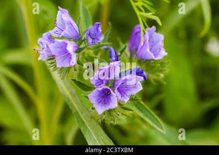 Nahaufnahme von Harebell-Blüten, Campanula rotundifolia, bekannt als schottischer Bluebell, oder Bluebell von Schottland in städtischen Wildblumen Garten Stockfoto