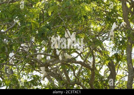 Schwarm weißer Kakadus in einem Baum in Caboolture, Queensland, Australien Stockfoto