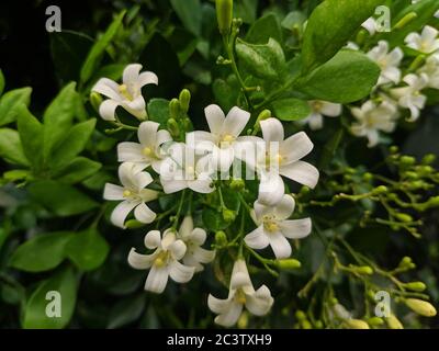 Gruppen von weißen Blumen im Garten Stockfoto