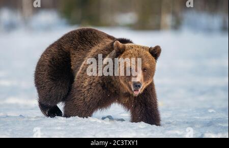 Braunbär auf dem Schnee im Winterwald. Wissenschaftlicher Name: Ursus Arctos. Wilde Natur. Natürliche Lebensräume. Stockfoto