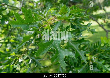 Nördliche Nadeleiche (Quercus ellipsoidalis) Stockfoto