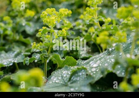 Lady's Mantle (Alchemilla mollis) Stockfoto