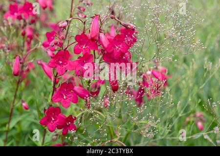 Glockenblumenbartzunge (Penstemon campanulatus) Stockfoto