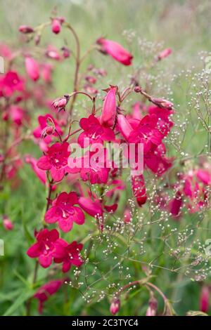 Glockenblumenbartzunge (Penstemon campanulatus) Stockfoto