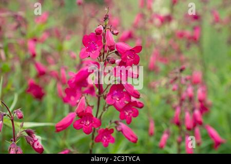 Glockenblumenbartzunge (Penstemon campanulatus) Stockfoto